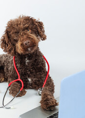 Adorable brown dog with a stethoscope by a laptop