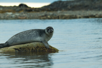 Obraz premium Antarctic Sea lion 