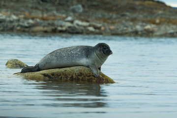 Antarctic Sea lion 