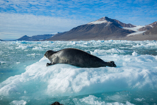 Antarctic Sea lion 