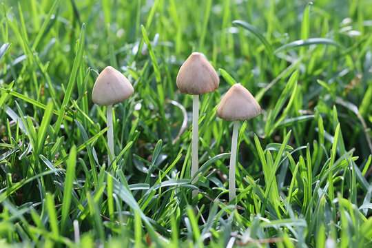 White dunce cap, Conocybe apala, also known as Milky conecap, wild mushroom from Finland