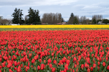 Fototapeta premium Tulip field in bloom