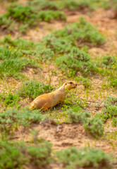 The gopher sits in the grass in the mountains, looks to the side, as if reading your text, studying, showing curiosity, interest. Copy space with place for text. Landscape with wild animals.