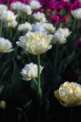 Beautiful flower growing, close up