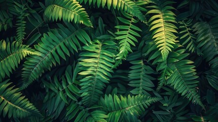 Macro shot of tree fern foliage