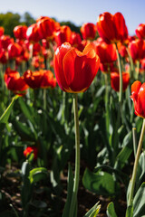 Beautiful red flowers, tulips close-up