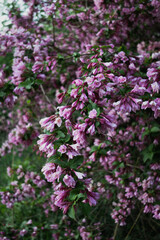 Fototapeta premium Lilac bush close up, purple flowers on the bush