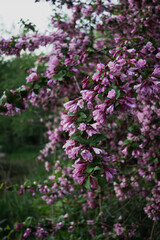 Lilac bush close up, purple flowers on the bush