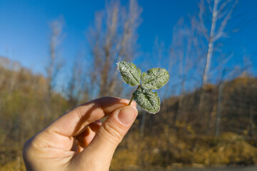 Green frost clover trefoil leaf ice covered because of cold weather early slight frosts in young...