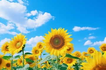 Field of blooming sunflowers against a bright blue