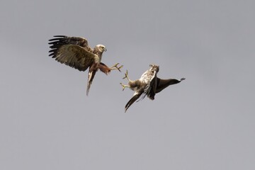 Marsh Harrier Fighting with Common Buzzard