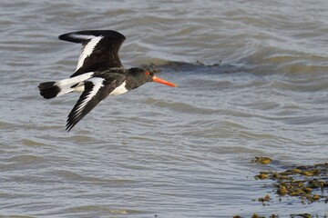 Oystercatcher flying over water with extended orange beak