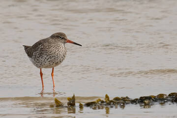 Common Redshank bird wading in shallow water near the shore