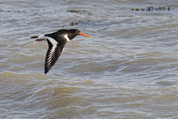 Oystercatcher soaring over water on a sunny day