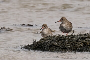 Common Redshank birds perched on algae-covered beach by water