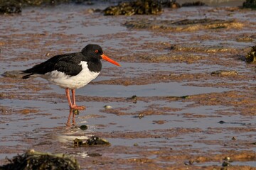Oystercatcher bird perched on rocks in muddy terrain