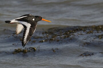 Close-up of an Oystercatcher bird flying near water