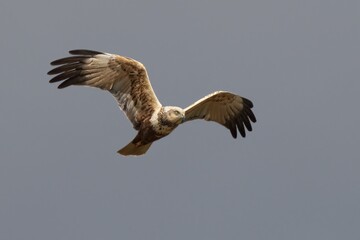 Marsh Harrier bird soaring through cloudy blue sky