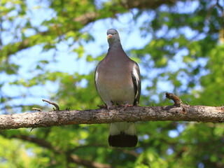 Dove perches on a sunlit branch near trees, Prague