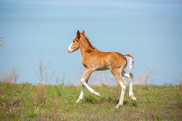 A newborn foal grazes in a meadow, eats grass, walks and frolics. Pregnant horses and foals,...