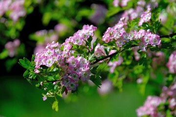 Close up of branch with blooming pink flowers of Crataegus commonly called hawthorn, quickthorn, thornapple, May-tree, whitethorn, Mayflower or hawberry.