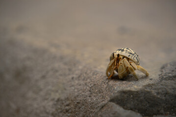Land Hermit Crab with a speckled shell on a concrete wall