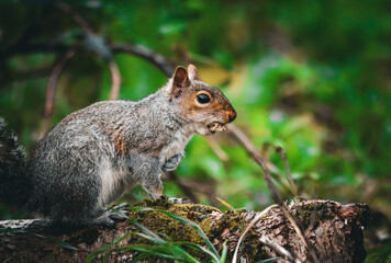 Obraz premium Closeup of a squirrel perched on a branch