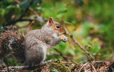 Closeup of a squirrel perched on a branch