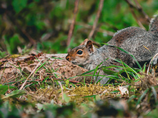 Closeup of a squirrel perched on a branch