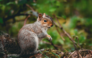 Closeup of a squirrel perched on a branch
