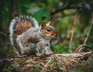 Closeup of a squirrel perched on a branch