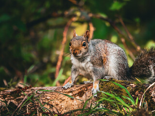 Closeup of a squirrel perched on a branch