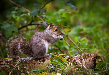 Closeup of a squirrel perched on a branch