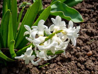 Closeup of white flower blooming in sunlight