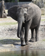 Young elephant going for a drink in a pool