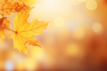 idyllic autumn leaf background autumn leaves