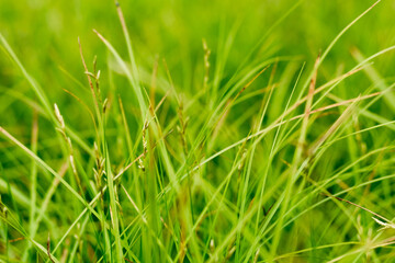 green grass on the glade