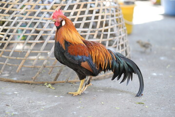 Colorful rooster surrounded by nature on a farm, with vibrant feathers and a red comb, representing poultry and agricultureColorful rooster perched on farm fence amidst feathers and nature