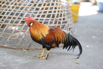 Colorful rooster amidst farm poultry, with vibrant feathers and a striking red comb, standing proudly in a rural setting