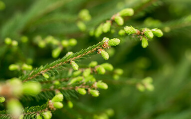 pine branches