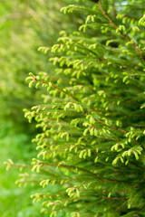 pine branches