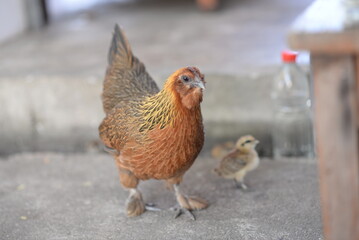 Chicken and hen in farm setting with isolated background, showcasing poultry agriculture