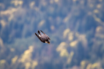 Peregrine falcon in mid-air dive at Mount Maxwell, Salt Spring Island, BC Canada.