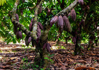 Planta de Cacao con frutos en Producción