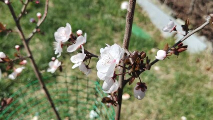 Closeup shot of Japanese apricot blossom on a sunny windy day