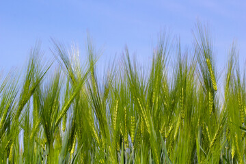Green wheat field with blue sky in the background.