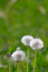 Dandelion heads in the grass, close-up background.