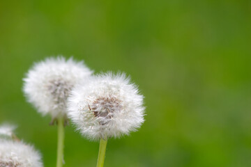 Dandelion heads in the grass, close-up background.