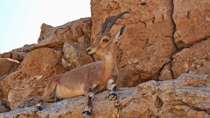Makhtesh Ramon is a geological feature of the Israeli Negev Desert. Situated approximately 85 km south of the city of Beersheba, this landform represents the world's largest erosion circus. The format
