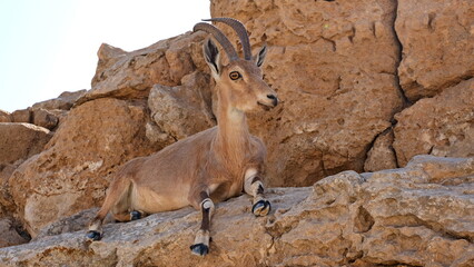 Makhtesh Ramon is a geological feature of the Israeli Negev Desert. Situated approximately 85 km south of the city of Beersheba, this landform represents the world's largest erosion circus. The format